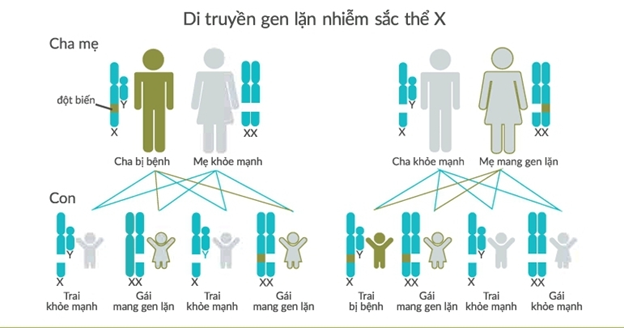 Sơ đồ minh họa quy luật di truyền lặn liên kết nhiễm sắc thể X